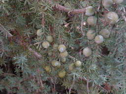 Juniperus oxycedrus macrocarpa
