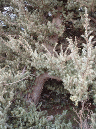 Juniperus oxycedrus macrocarpa