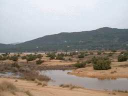 Juniperus oxycedrus macrocarpa