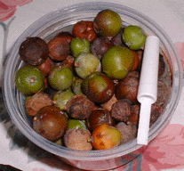 Juniperus oxycedrus macrocarpa