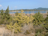 Juniperus macrocarpa