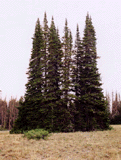 Abies lasiocarpa bifolia