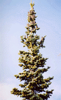 Abies lasiocarpa bifolia