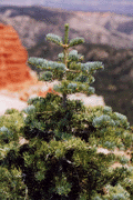 Abies concolor