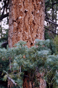 Abies concolor