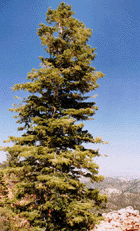 Abies concolor