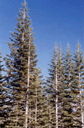 Abies magnifica