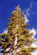 Abies magnifica