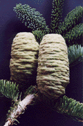Abies magnifica