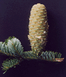 Abies nordmanniana