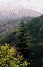 Abies procera
