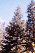 Abies magnifica shastensis