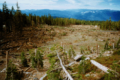 Abies magnifica shastensis
