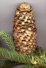 Abies magnifica shastensis