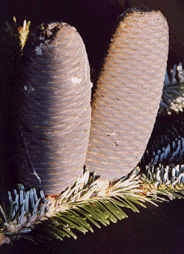 Abies spectabilis