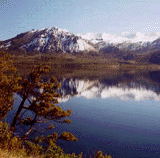 Austrocedrus chilensis