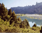 Austrocedrus chilensis