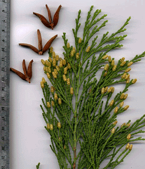 Calocedrus decurrens