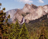 Calocedrus decurrens