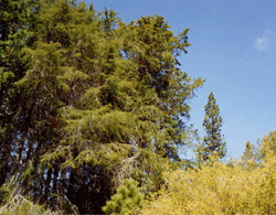 Cupressus abramsiana