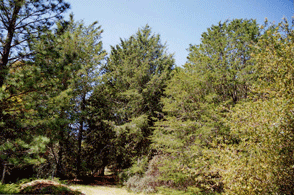 Cupressus abramsiana