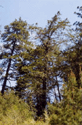 Cupressus abramsiana