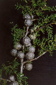 Cupressus abramsiana