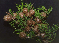 Cupressus abramsiana