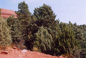 Cupressus glabra