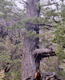 Cupressus arizonica arizonica
