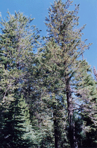 Cupressus bakeri