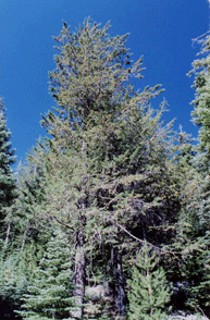 Cupressus bakeri