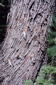 Cupressus bakeri