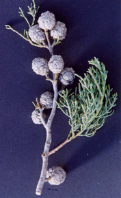 Cupressus bakeri