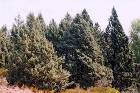 Cupressus glabra