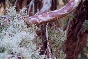 Cupressus glabra