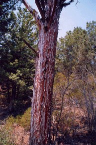 Cupressus glabra