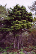 Cupressus goveniana