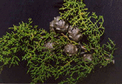 Cupressus goveniana
