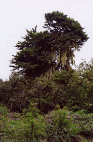 Cupressus goveniana
