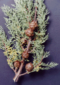 Cupressus macnabiana