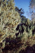 Cupressus macnabiana