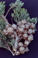 Cupressus macnabiana