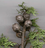 Cupressus macnabiana