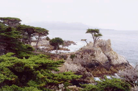 Cupressus macrocarpa