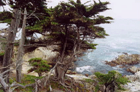 Cupressus macrocarpa
