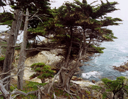 Cupressus macrocarpa