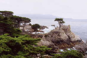 Cupressus macrocarpa