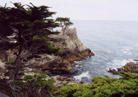 Cupressus macrocarpa