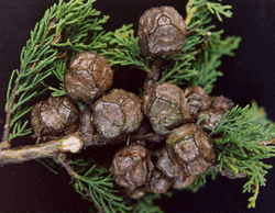 Cupressus macrocarpa
